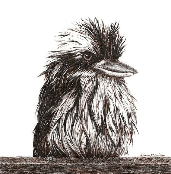 Pen and Ink drawing of wet Kookaburra