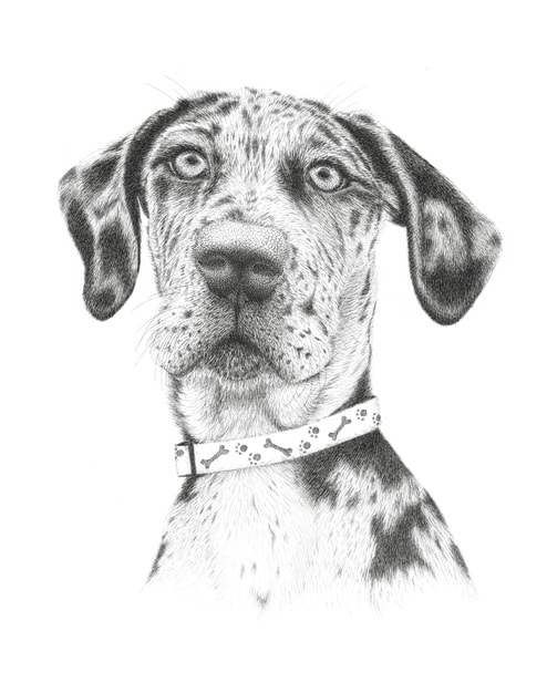 Pen and Ink drawing of Great Dane