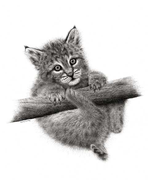 Pen and Ink drawing of Bob Cat kitten