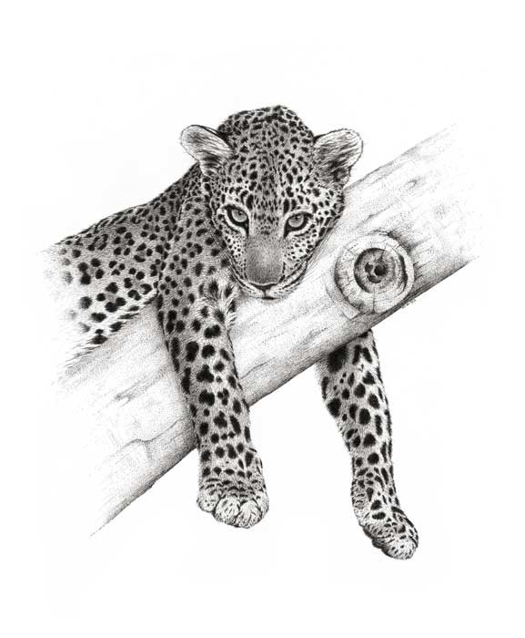 Pen and Ink drawing of Leopard