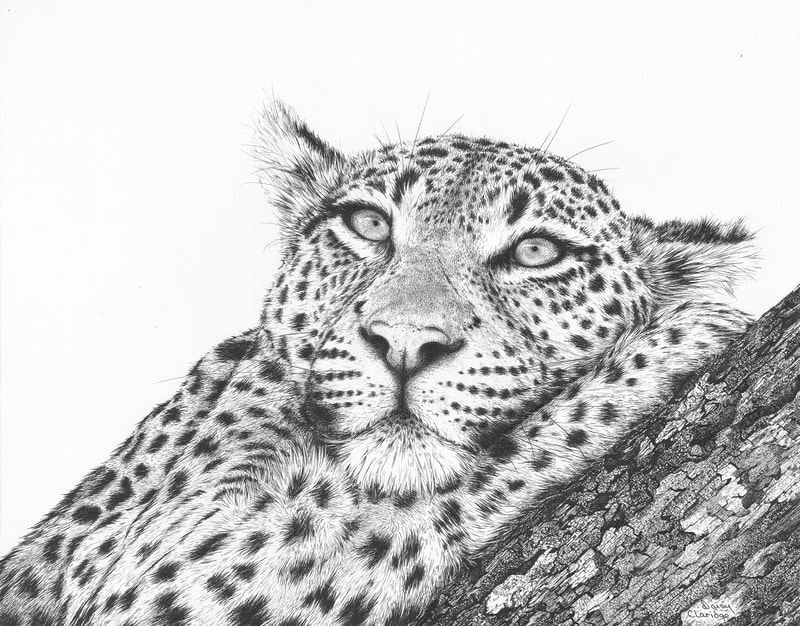 Pen and ink drawing of Leopard