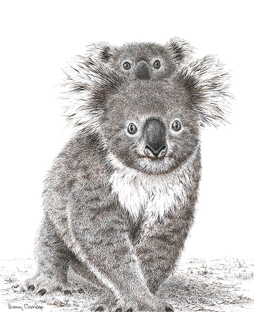 Pen and Ink drawing of Koala with Joey