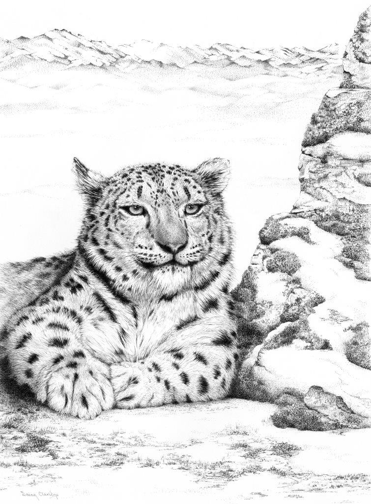 Pen and Ink drawing of Snow Leopard