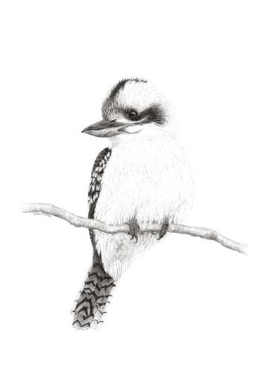 Pen and Ink drawing of Kookaburra