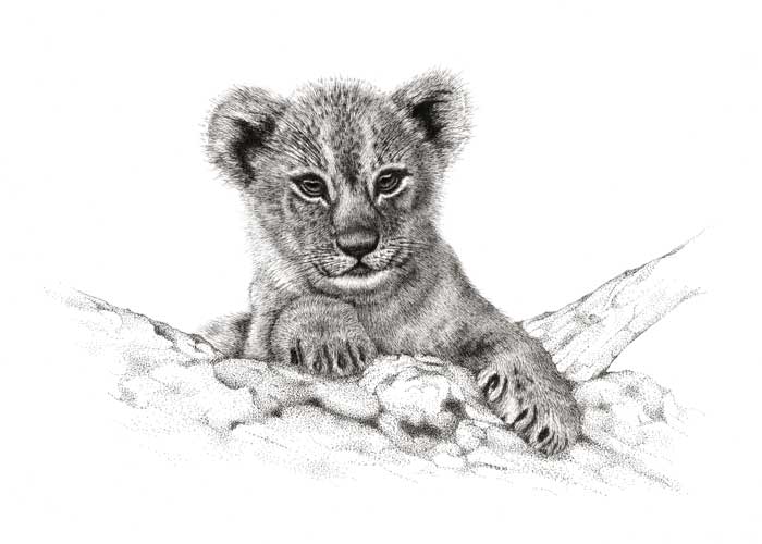 Pen and Ink drawing of Lion Cub
