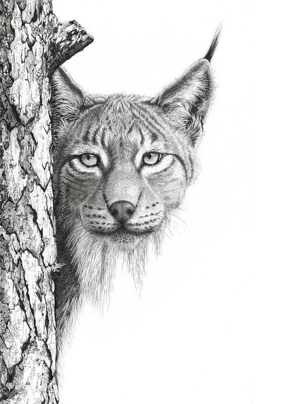 Pen and Ink drawing of Lynx