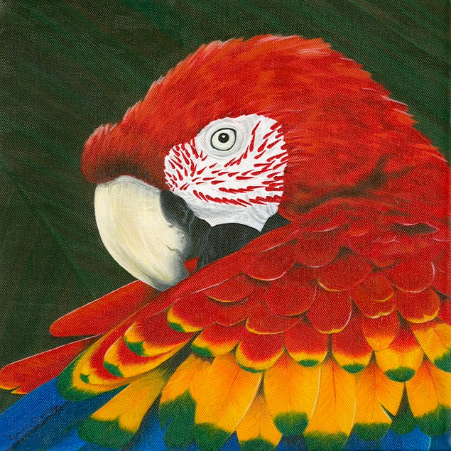 Acrylic painting of Scarlet  Macaw