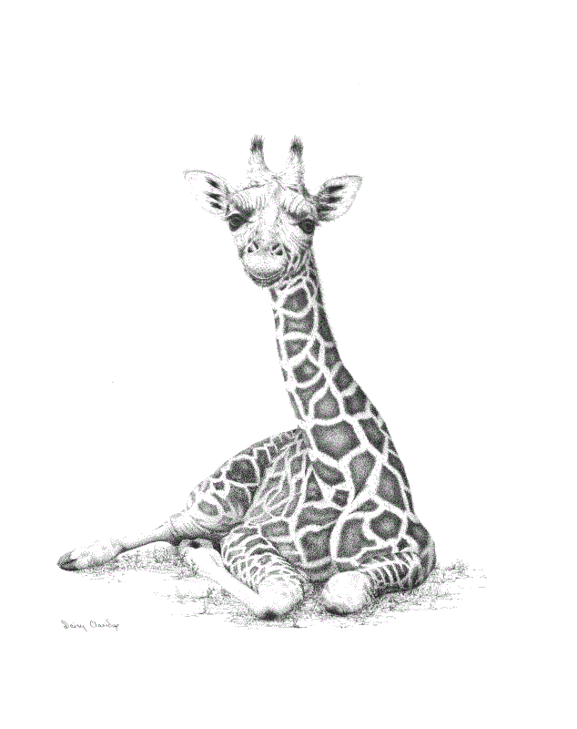 Pen and Ink drawing of young Rothschild Giraffe