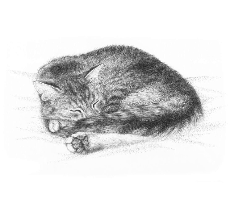 Pen and Ink drawing of Tabby Cat