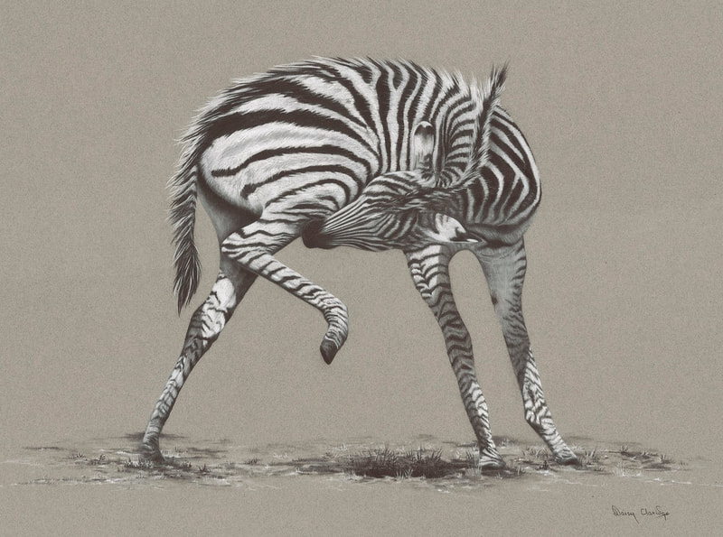 Charcoal drawing of Zebra