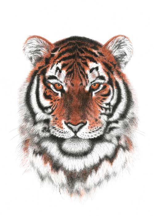 Pen and Ink drawing of Siberian Tiger