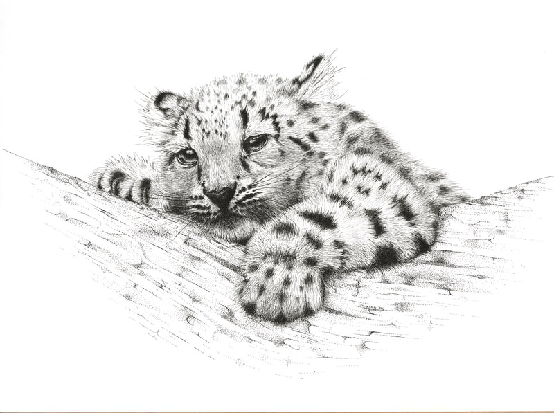 Pen and Ink drawing of Snow Leopard Cub