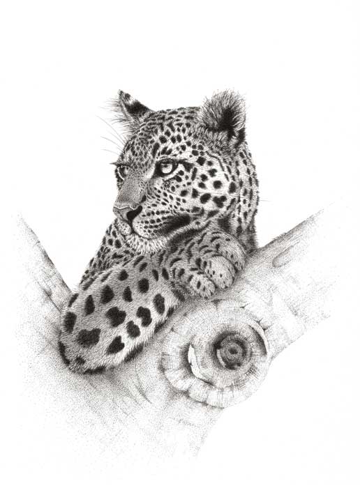 Pen and Ink drawing of Leopard