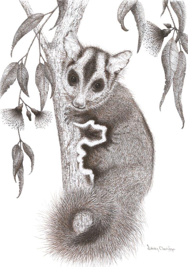 Pen and Ink drawing of Sugar Glider