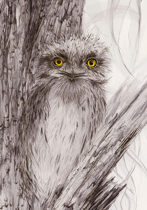 Mixed media drawing of Tawny Frogmouth Owl