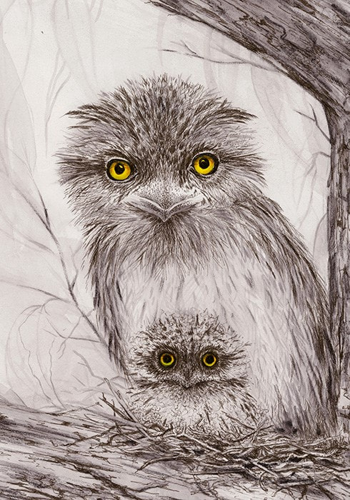 Mixed Media drawing of Tawny Frogmouth Owl with chick